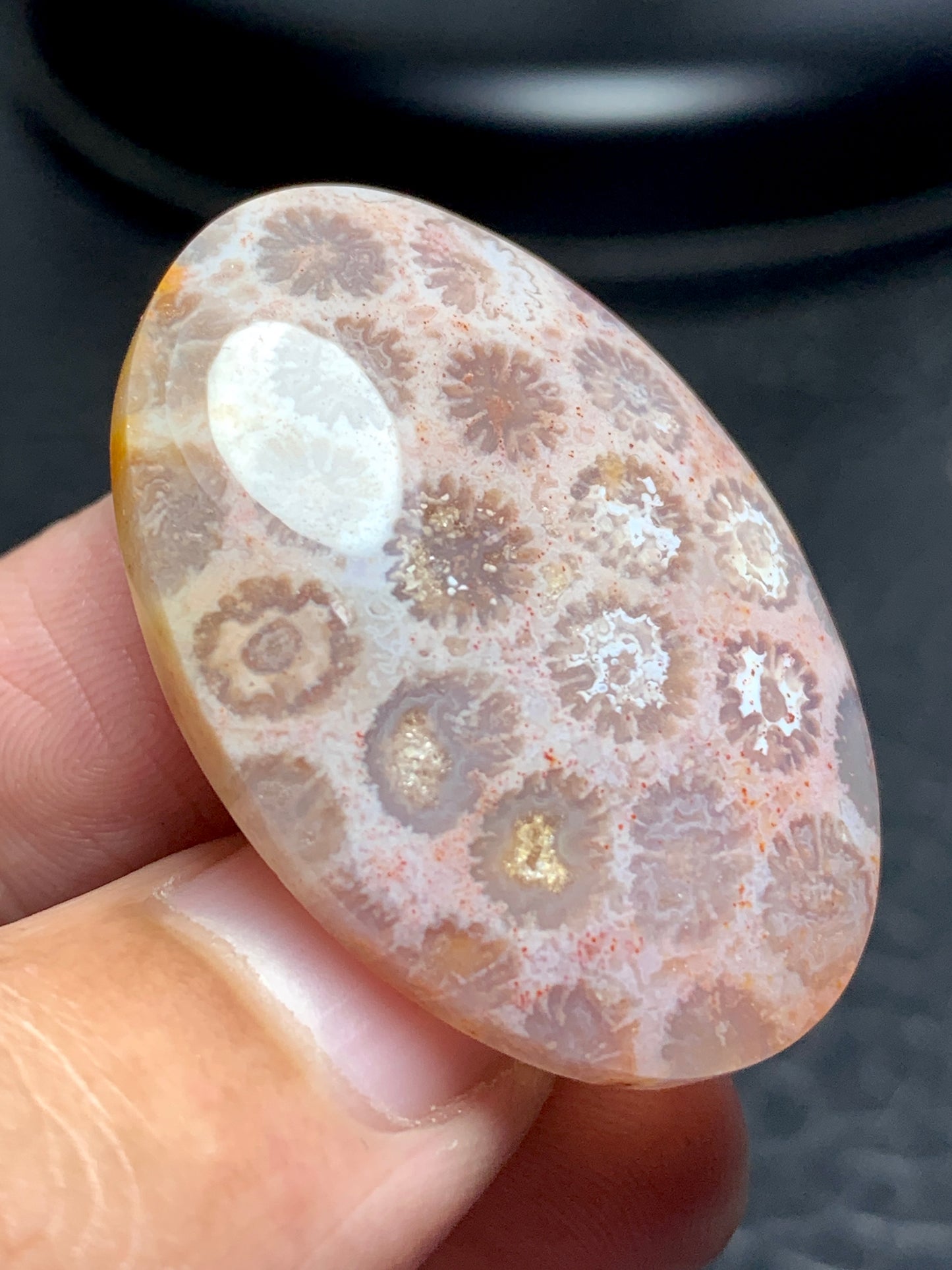 Unique Coral Fossil Oval Cabochon 35.8x25x7mm