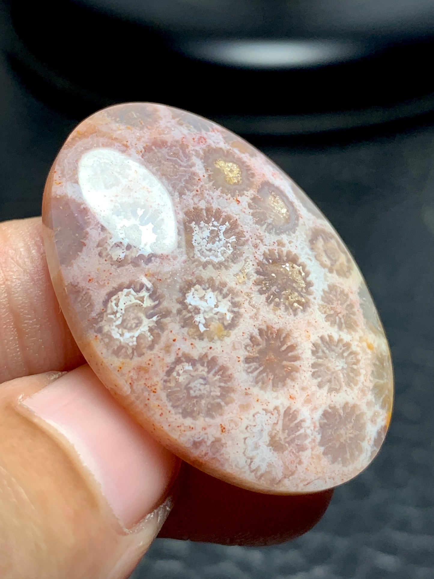 Unique Coral Fossil Oval Cabochon 35.8x25x7mm