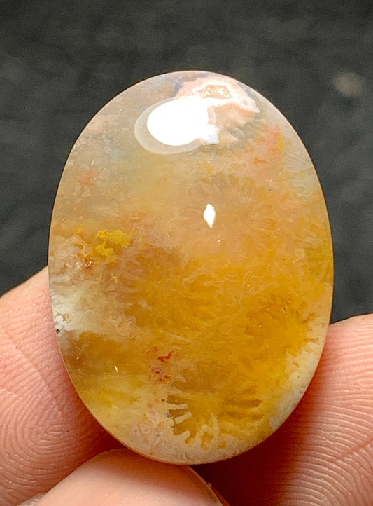 Unique Coral Fossil Oval Cabochon 22.4x16x5.5mm