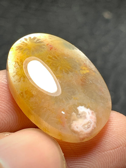 Unique Coral Fossil Oval Cabochon 22.4x16x5.5mm