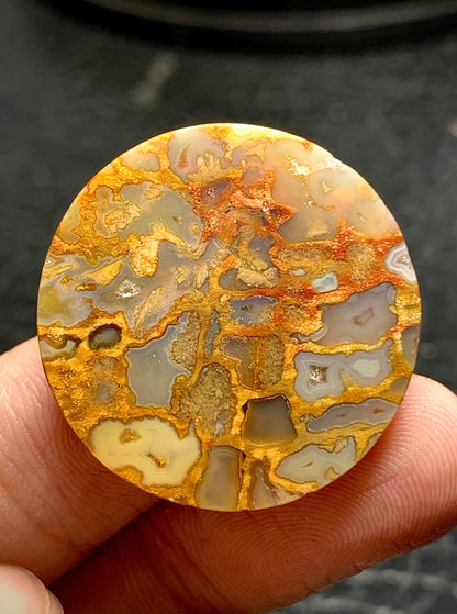 Petrified Palm Root Round Cabochon 26.7x26.7x6mm with Pocket Fortification