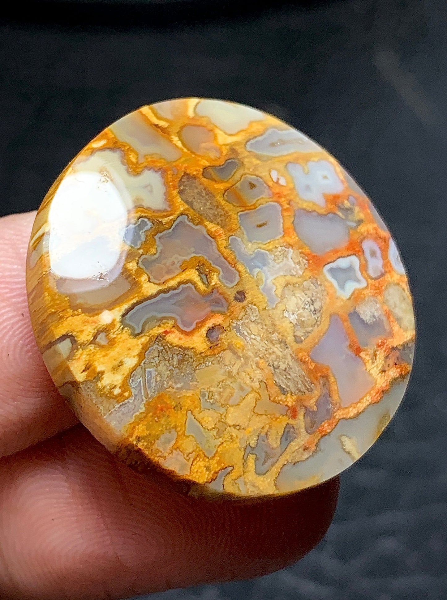 Petrified Palm Root Round Cabochon 26.7x26.7x6mm with Pocket Fortification