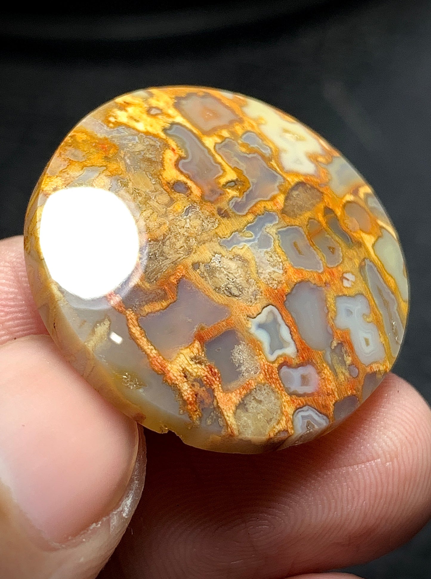 Petrified Palm Root Round Cabochon 26.7x26.7x6mm with Pocket Fortification