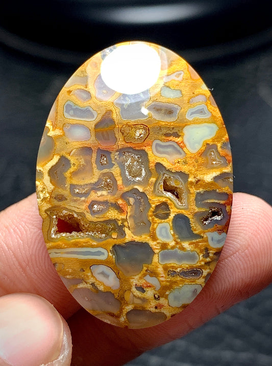 Petrified Palm Root Oval Cabochon 34x23.5x6.4 mm with Pockets Fortification