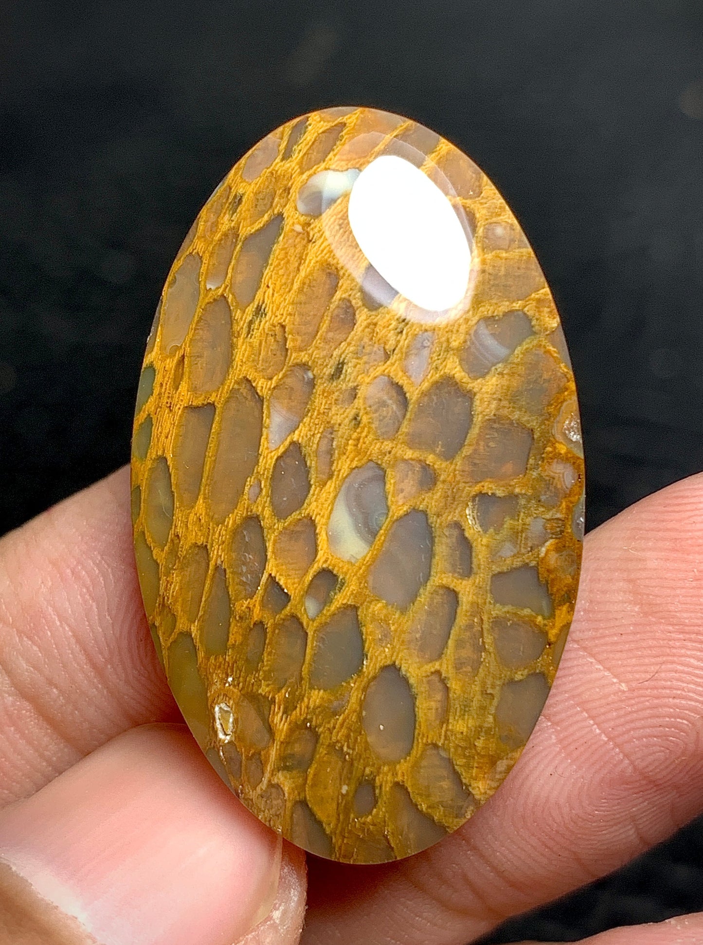 Petrified Wood Oval Cabochon 38.8x20.5x6.2 mm