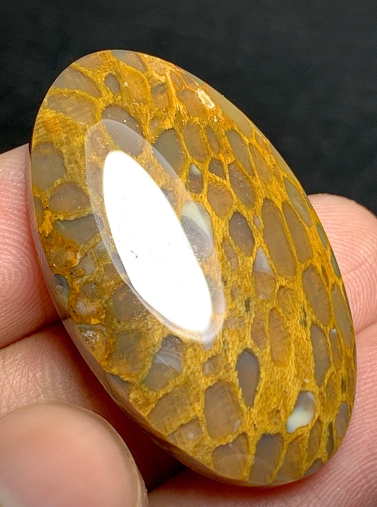 Petrified Wood Oval Cabochon 38.8x20.5x6.2 mm