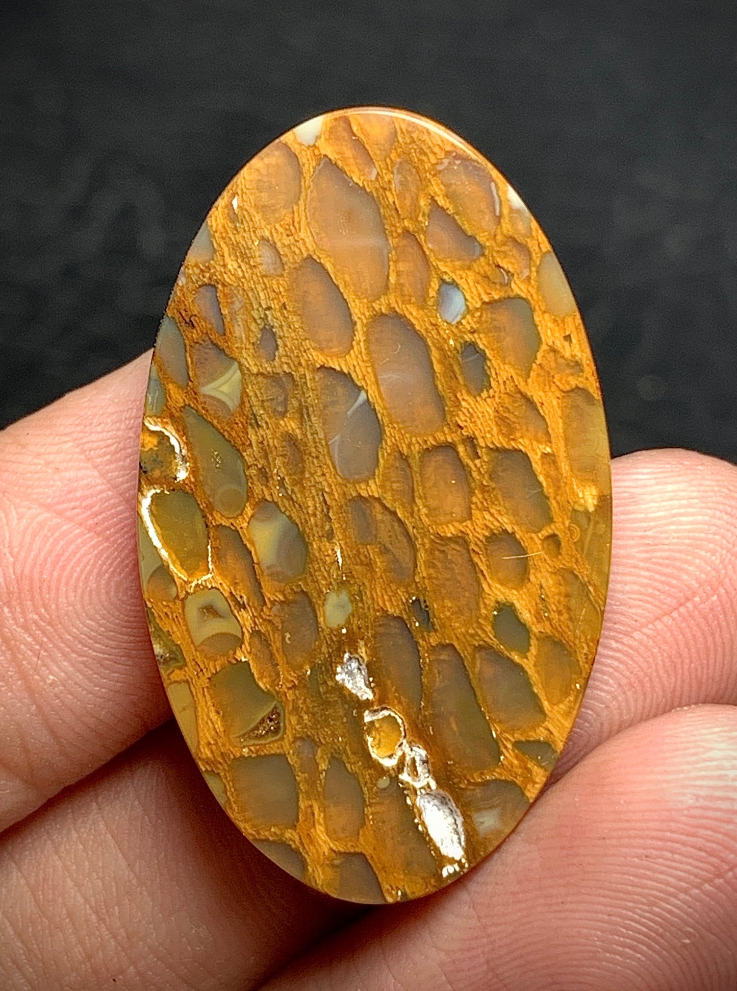 Petrified Wood Oval Cabochon 38.8x20.5x6.2 mm