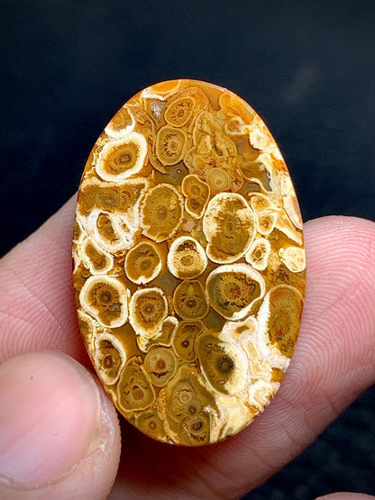 Petrified Palm Root Oval Cabochon 28.8x18.7x5mm