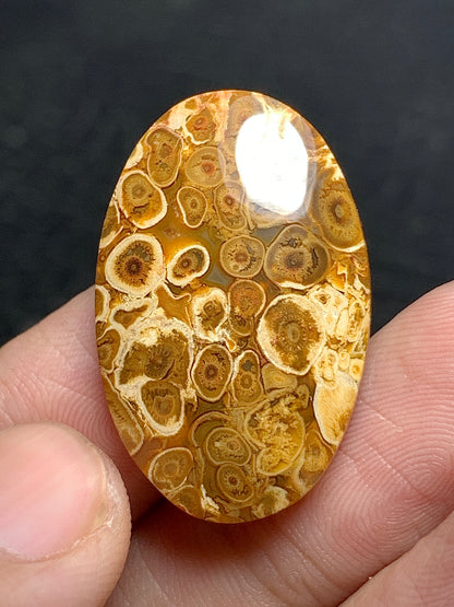 Petrified Palm Root Oval Cabochon 28.8x18.7x5mm