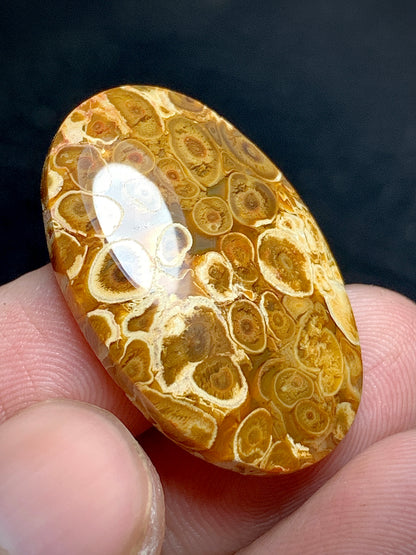 Petrified Palm Root Oval Cabochon 28.8x18.7x5mm