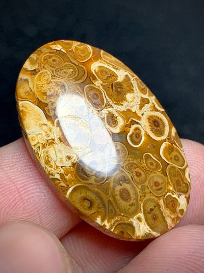 Petrified Palm Root Oval Cabochon 28.8x18.7x5mm