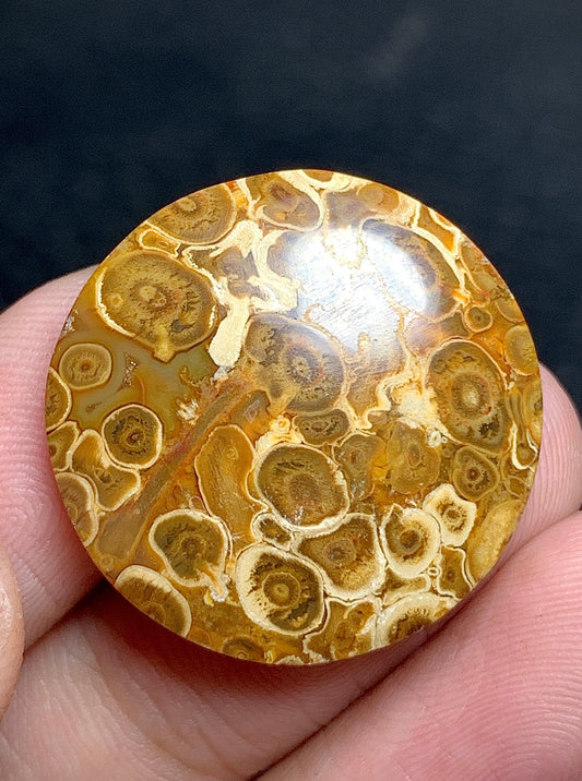 Petrified Palm Root Round Cabochon 24x24x6mm