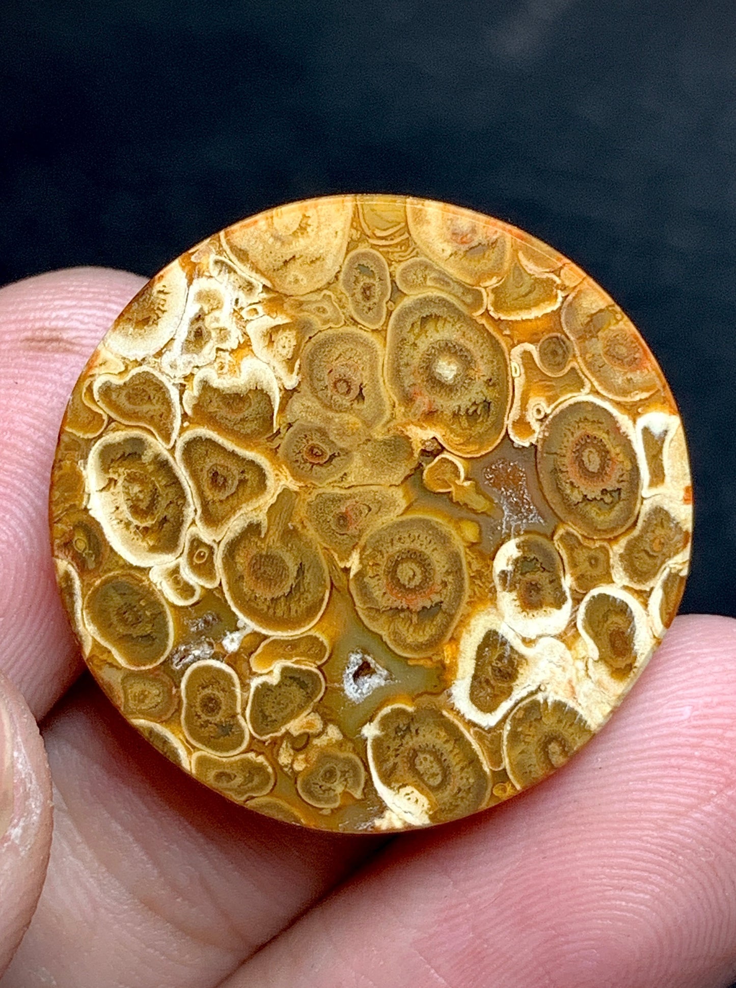 Petrified Palm Root Round Cabochon 24x24x6mm