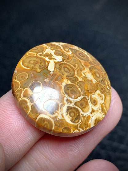 Petrified Palm Root Round Cabochon 24x24x6mm