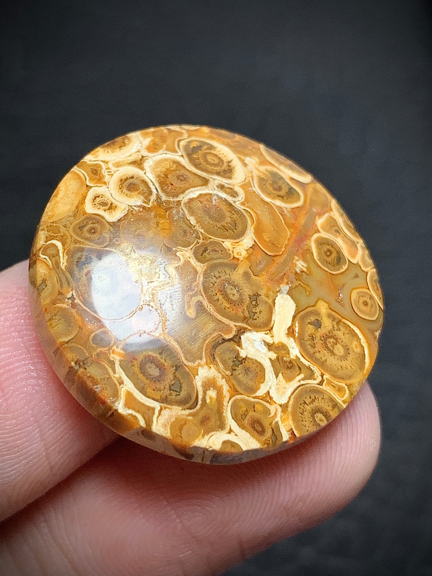 Petrified Palm Root Round Cabochon 24x24x6mm