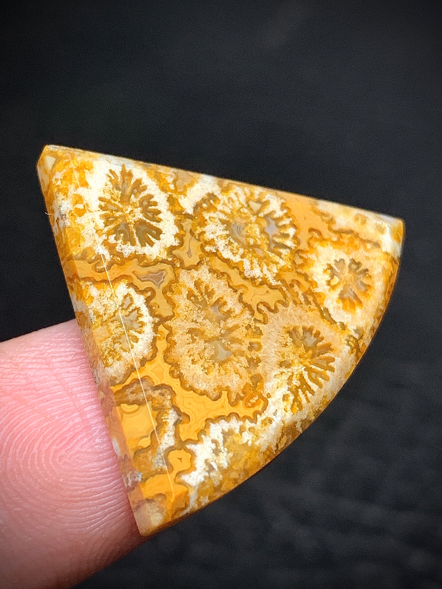 Unique Coral Fossil Teardrop Cabochon 27x22.8x4mm