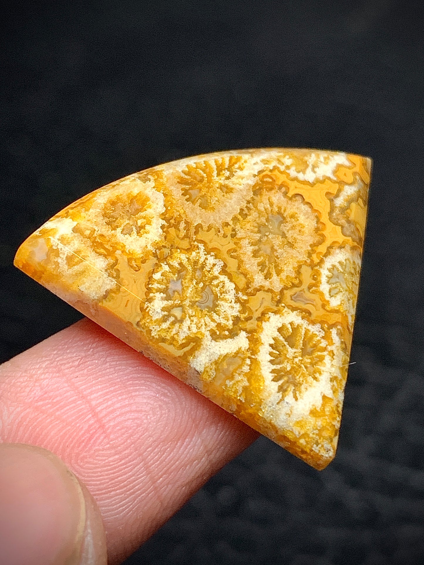 Unique Coral Fossil Teardrop Cabochon 27x22.8x4mm