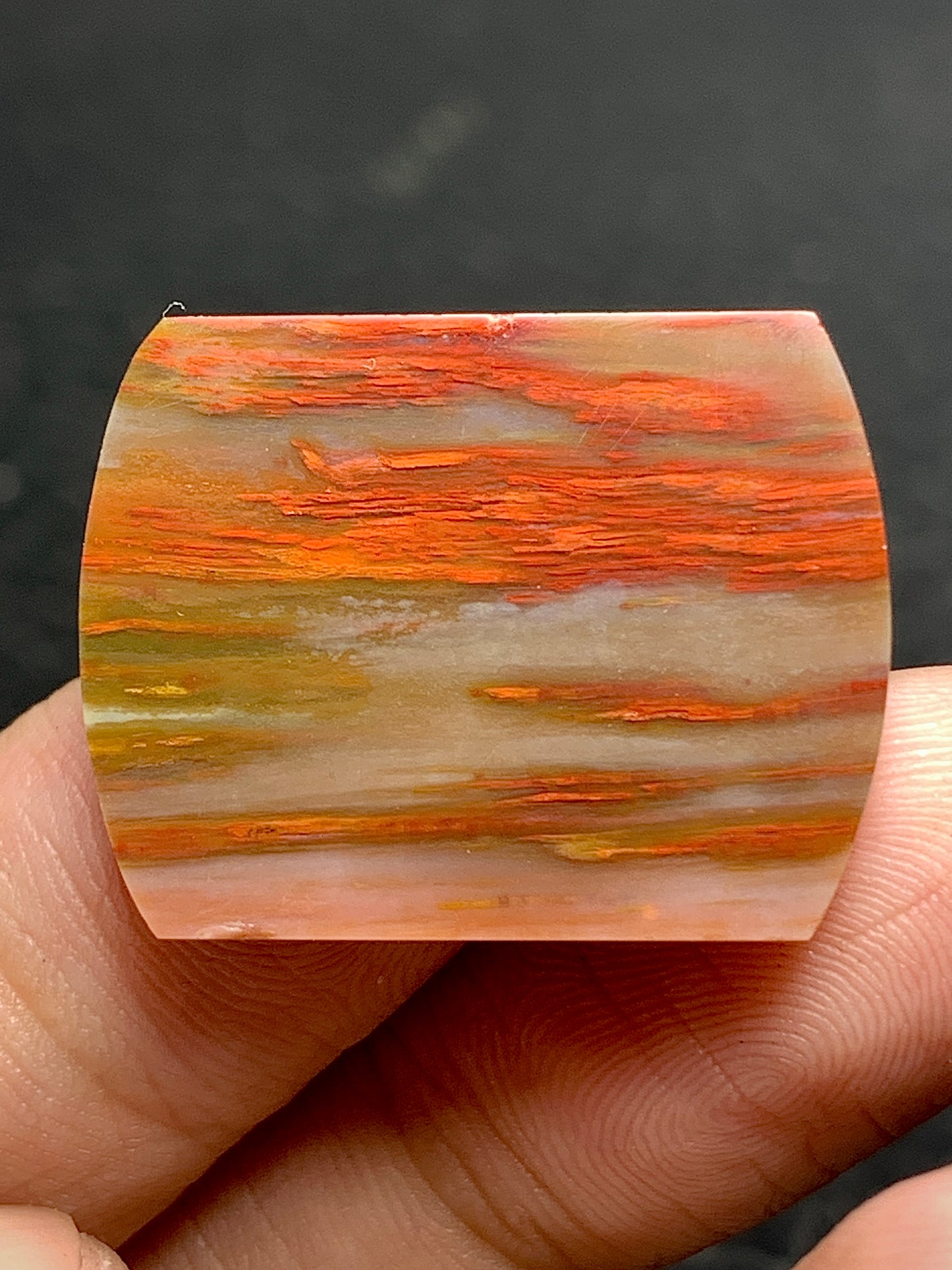 Multicolor Petrified Palmwood Oblong Cabochon 25x19x3mm