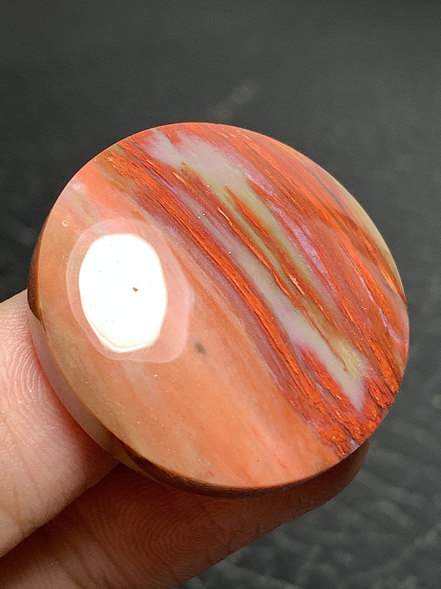 Petrified Palmwood Round Cabochon 29x29x6.5mm