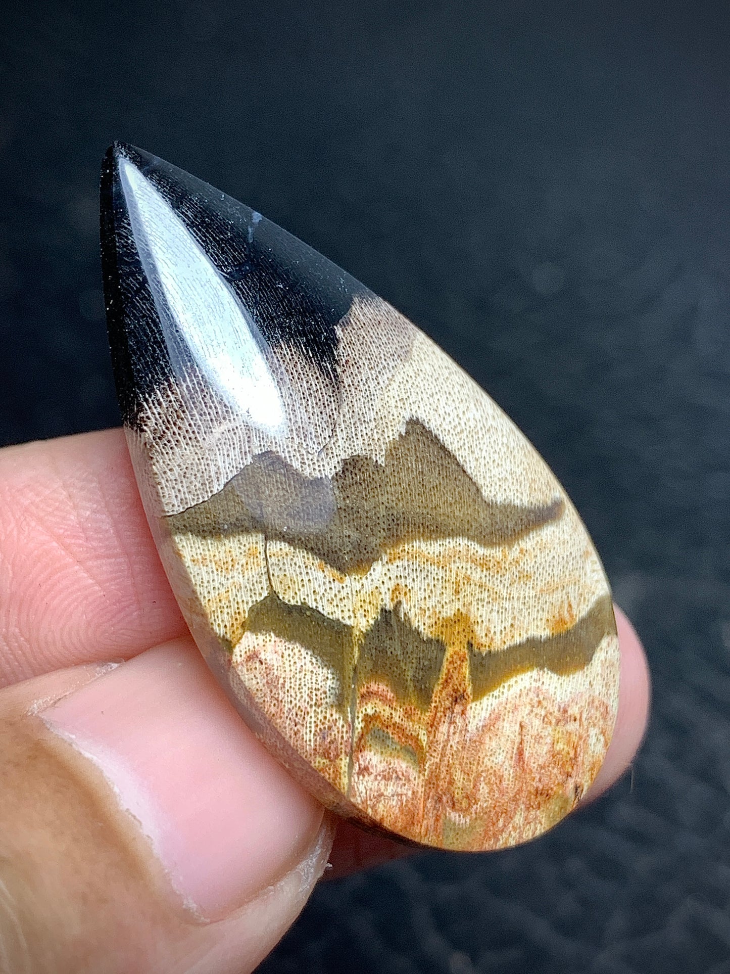 Petrified Wood Teardrop Cabochon 37.5x19.3x6mm