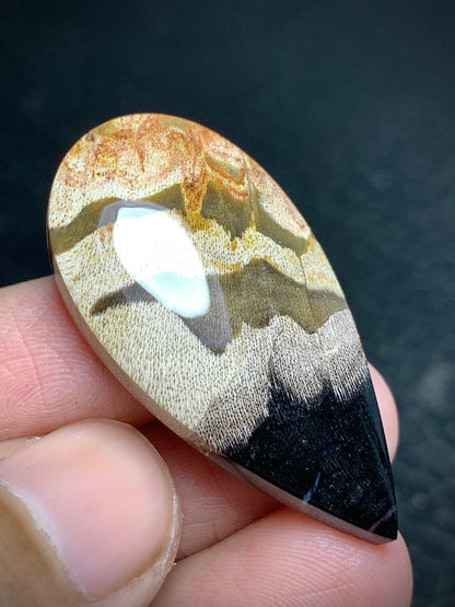 Petrified Wood Teardrop Cabochon 37.5x19.3x6mm