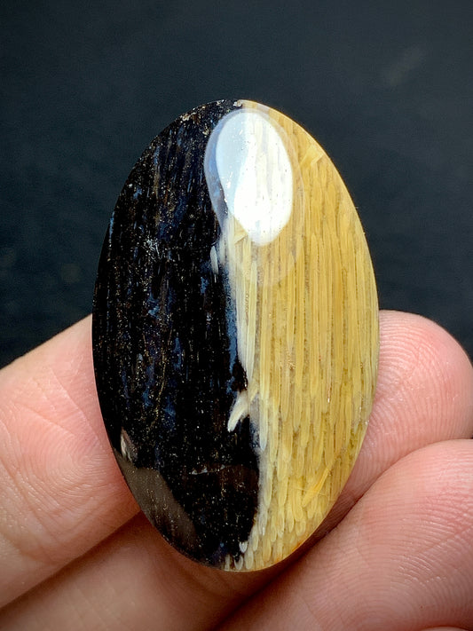 Rare Petrified Palmwood Oval Cabochon 33x20x6.5mm