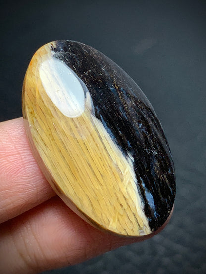 Rare Petrified Palmwood Oval Cabochon 33x20x6.5mm