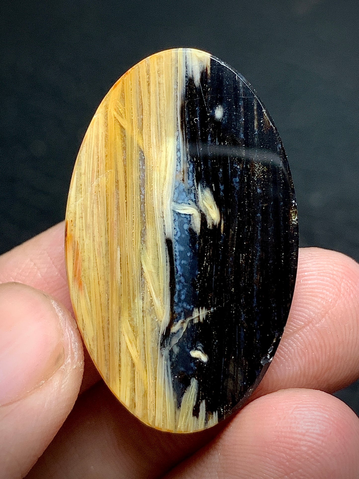 Rare Petrified Palmwood Oval Cabochon 33x20x6.5mm