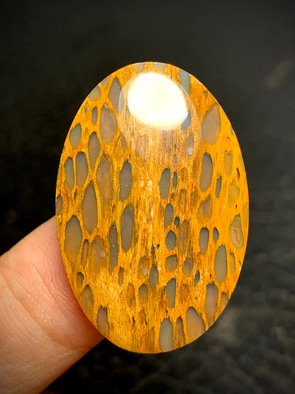 Unique Petrified Wood Oval Cabochon 32x21.3x4.5mm