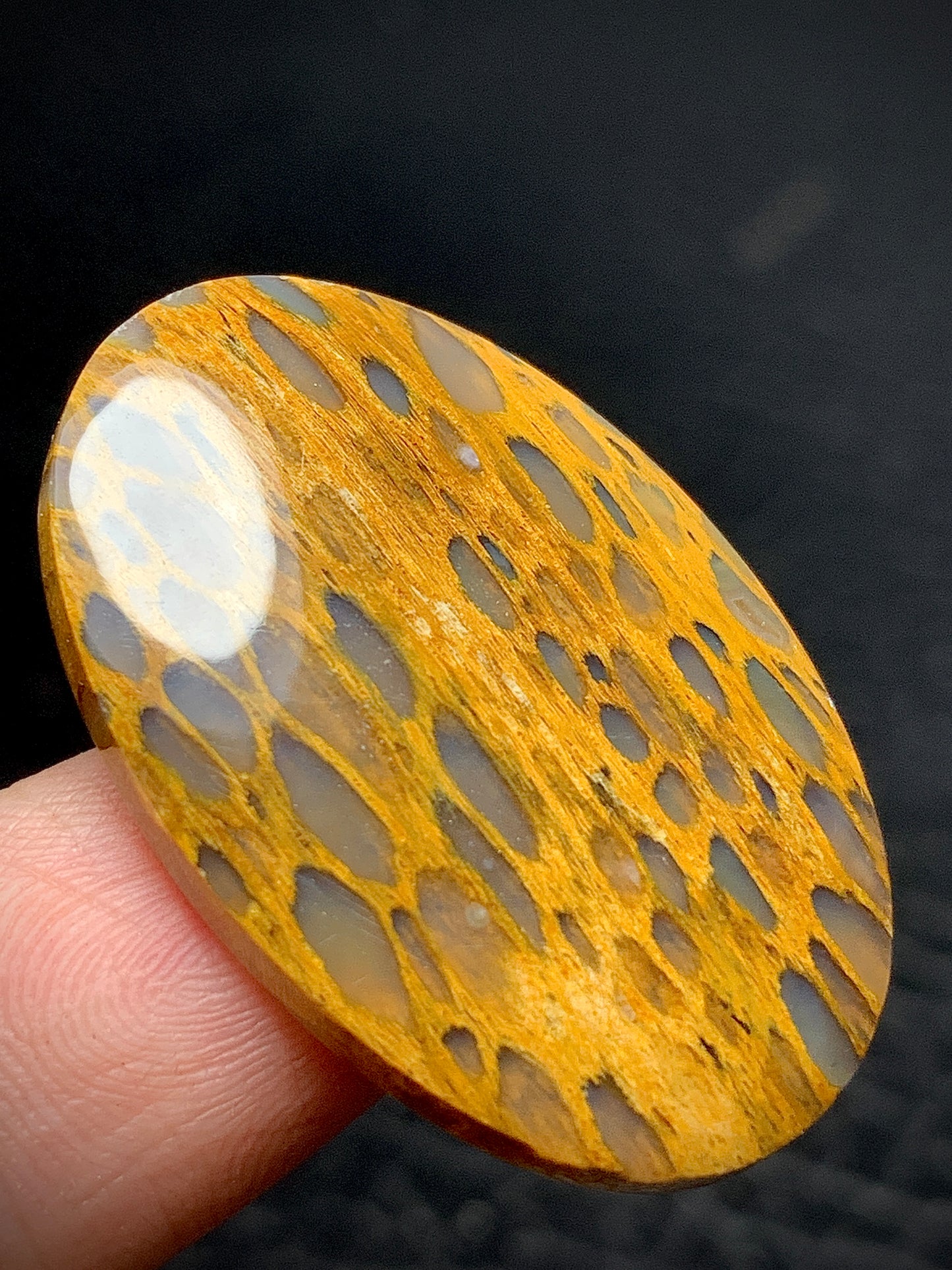 Unique Petrified Wood Oval Cabochon 32x21.3x4.5mm