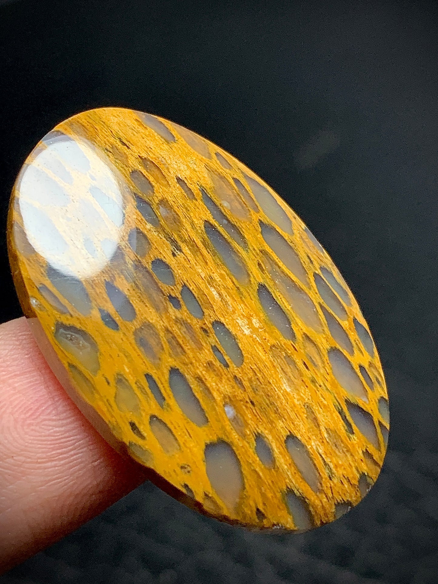 Unique Petrified Wood Oval Cabochon 32x21.3x4.5mm