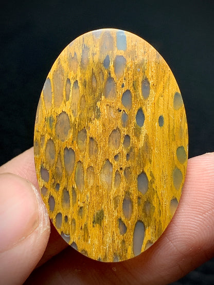 Unique Petrified Wood Oval Cabochon 32x21.3x4.5mm