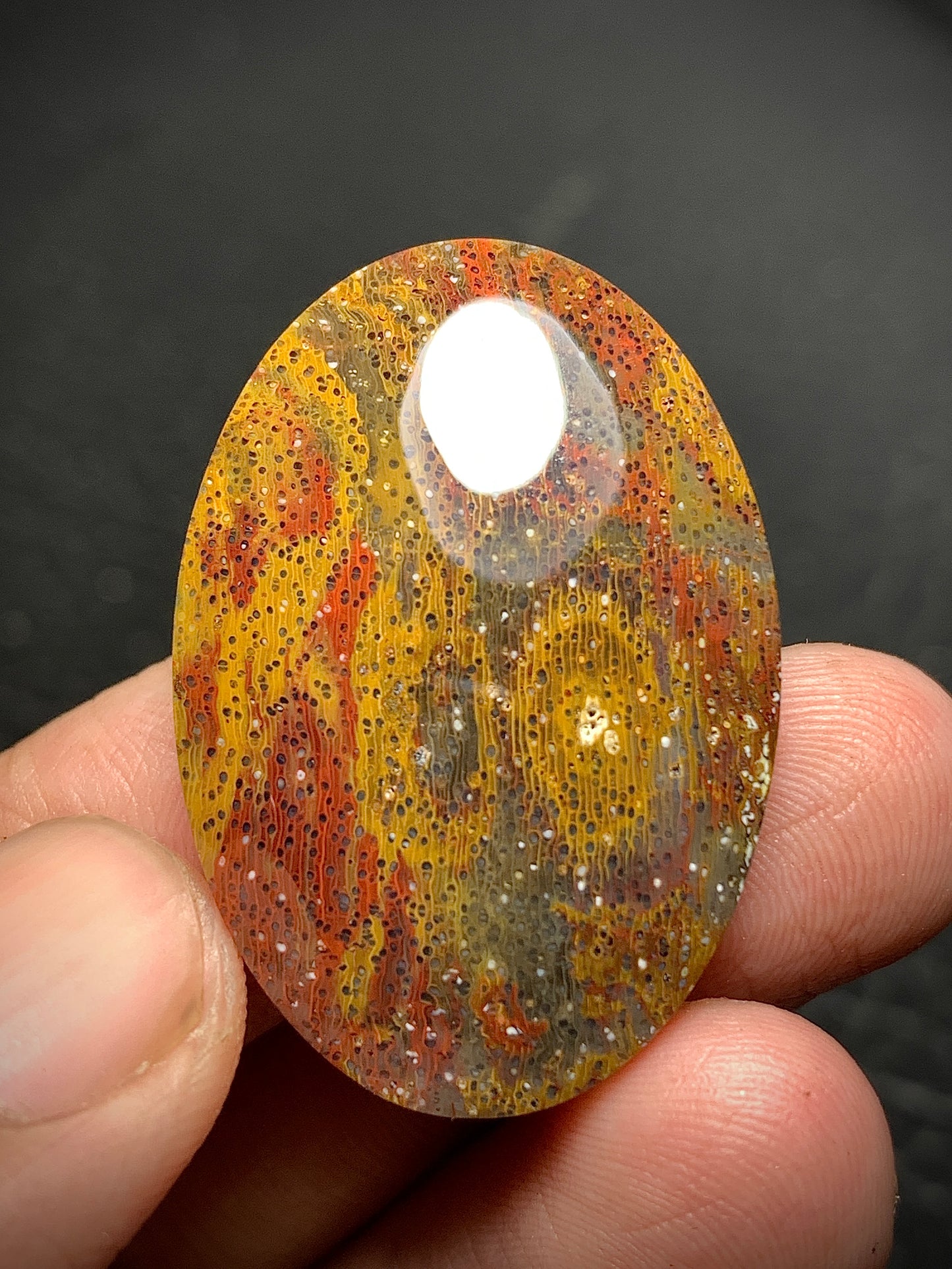 Multicolor Petrified Palmwood Oval Cabochon 33x23x6mm