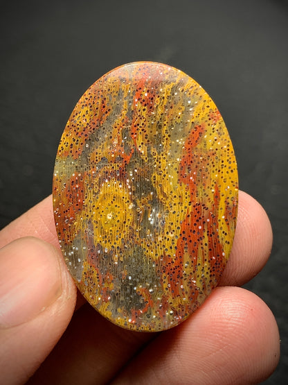 Multicolor Petrified Palmwood Oval Cabochon 33x23x6mm