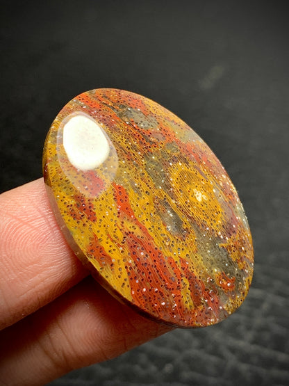 Multicolor Petrified Palmwood Oval Cabochon 33x23x6mm