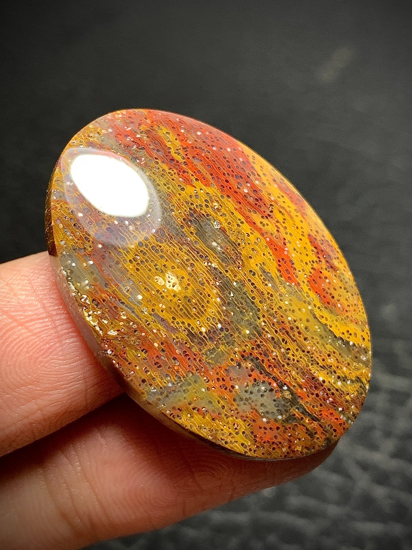 Multicolor Petrified Palmwood Oval Cabochon 33x23x6mm