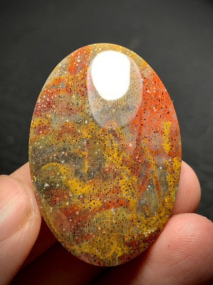 Multicolor Petrified Palmwood Oval Cabochon 38.7x26.8x7mm