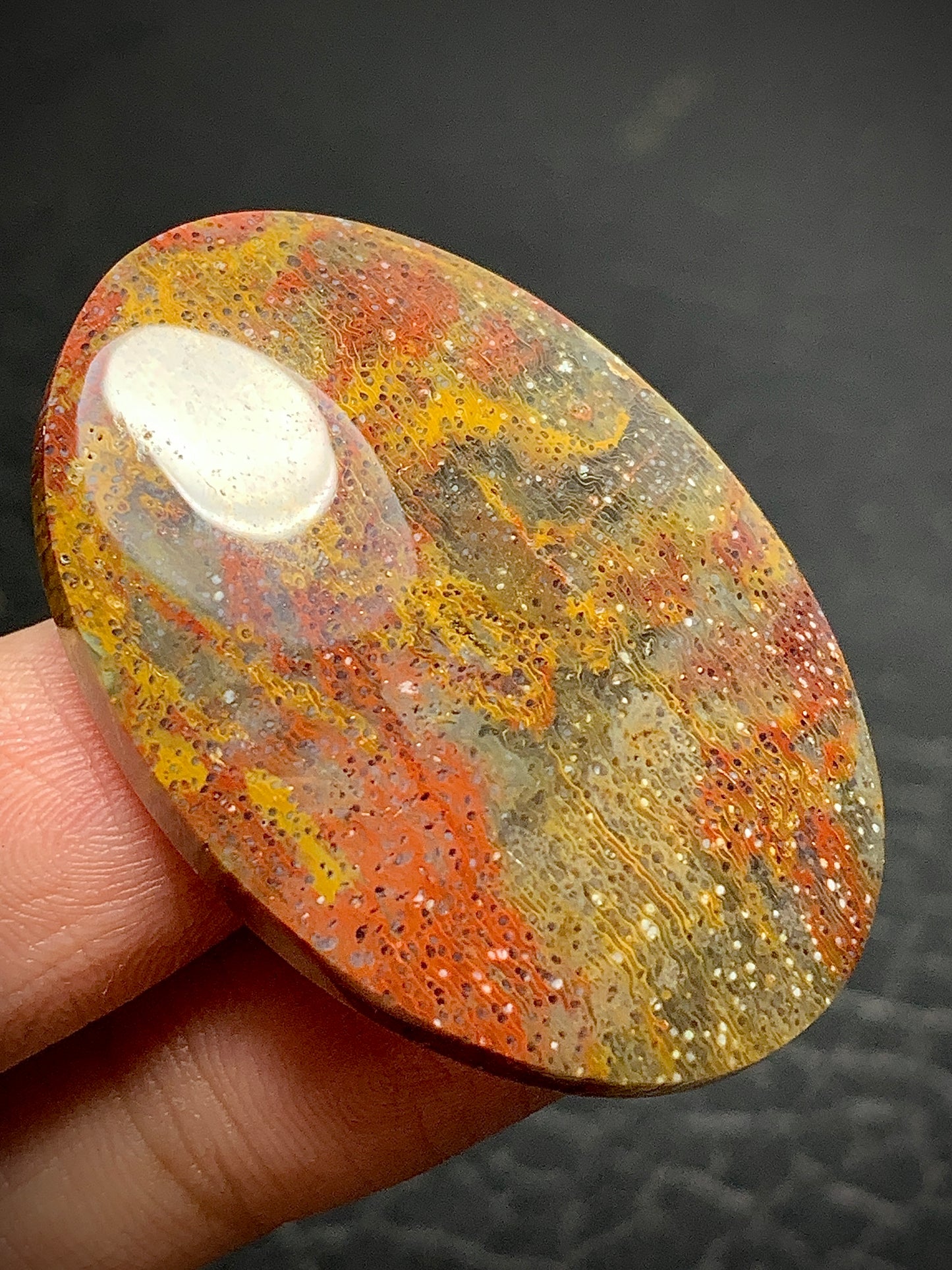 Multicolor Petrified Palmwood Oval Cabochon 38.7x26.8x7mm