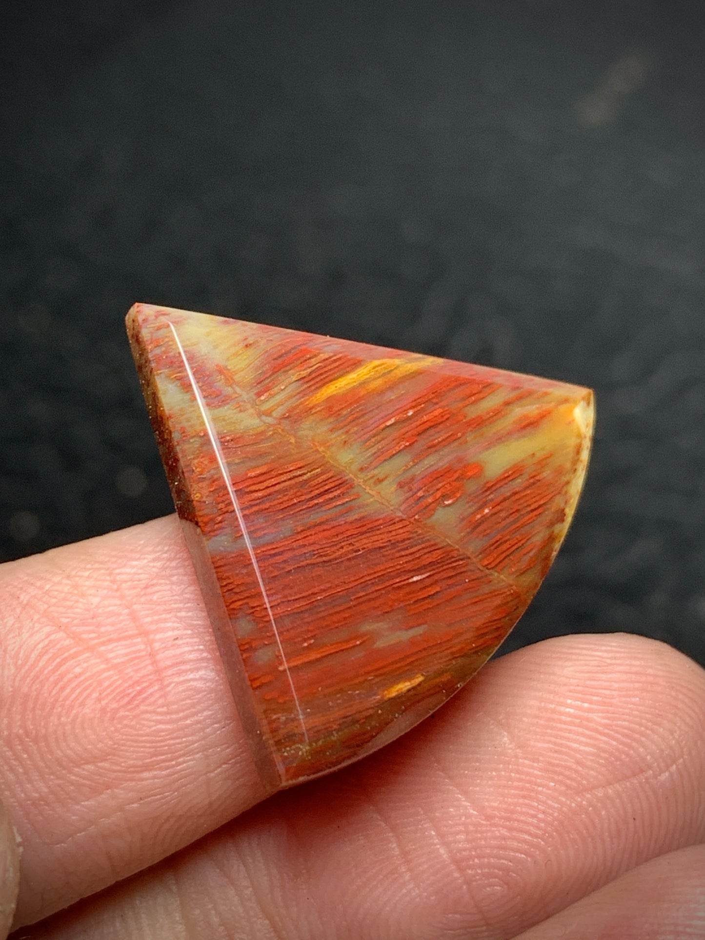 Petrified Palmwood Teardrop Cabochon 25x21.3x3.9mm