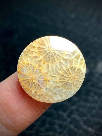 Unique Coral Fossil Round Cabochon 18x18x4mm