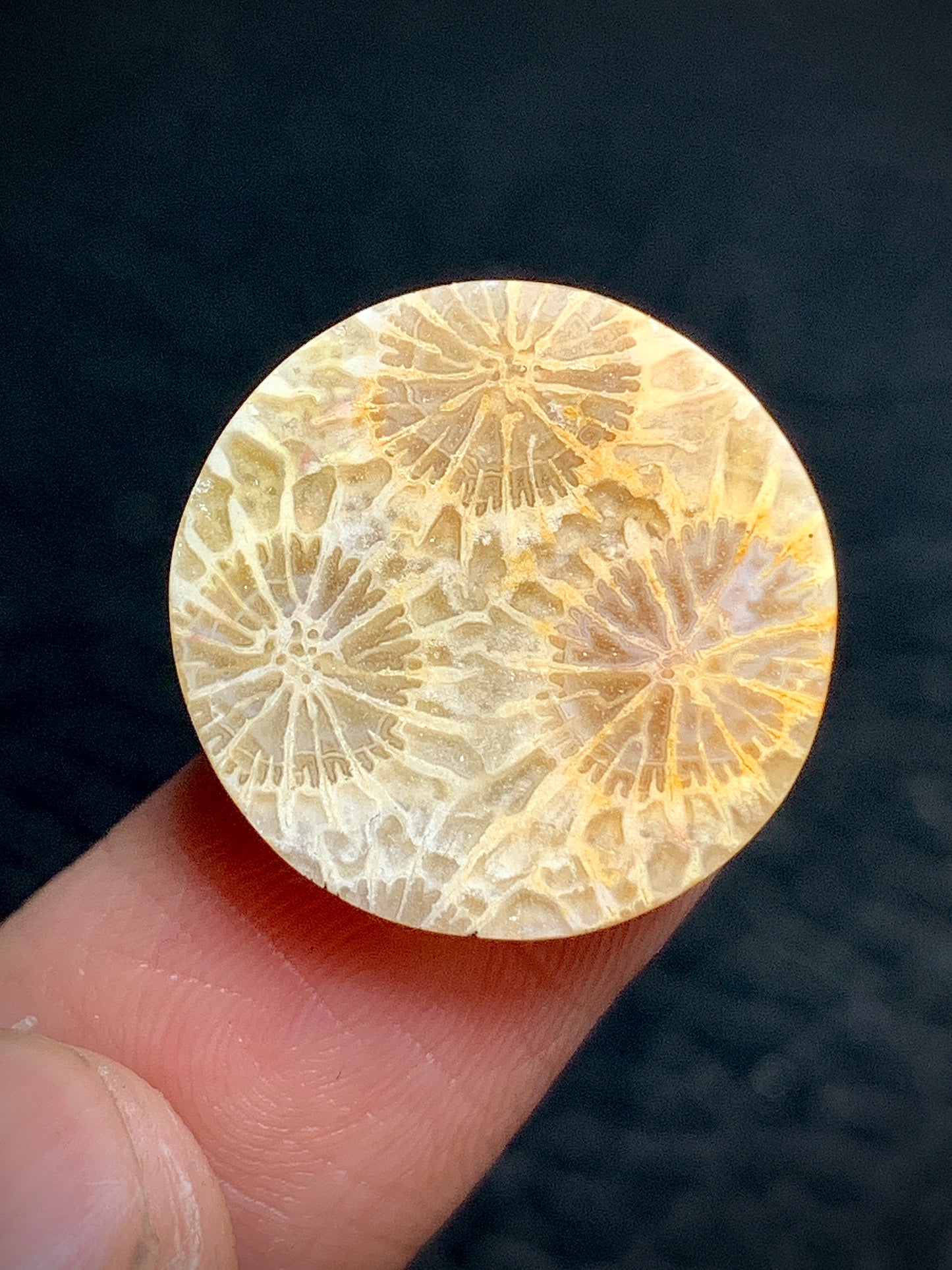 Unique Coral Fossil Round Cabochon 18x18x4mm