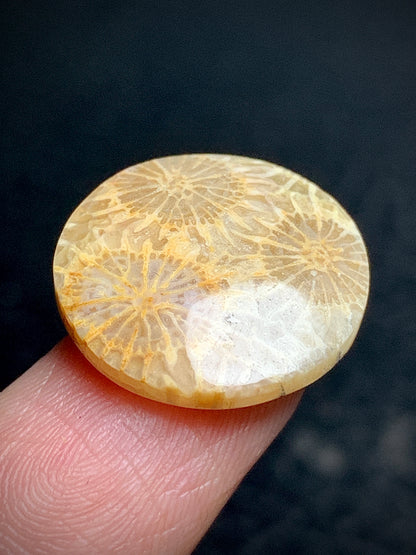 Unique Coral Fossil Round Cabochon 18x18x4mm