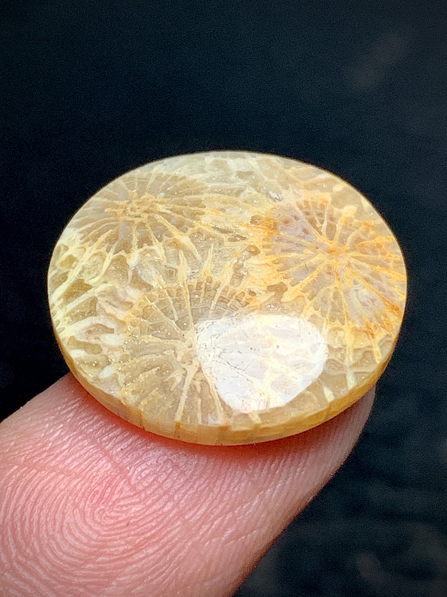 Unique Coral Fossil Round Cabochon 18x18x4mm