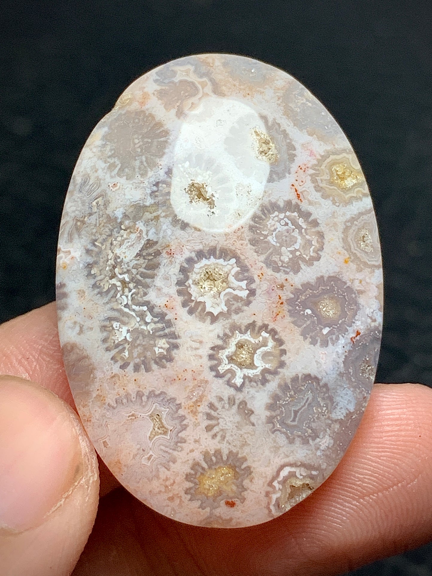 Unique Coral Fossil Oval Cabochon 35x19x7.5 mm