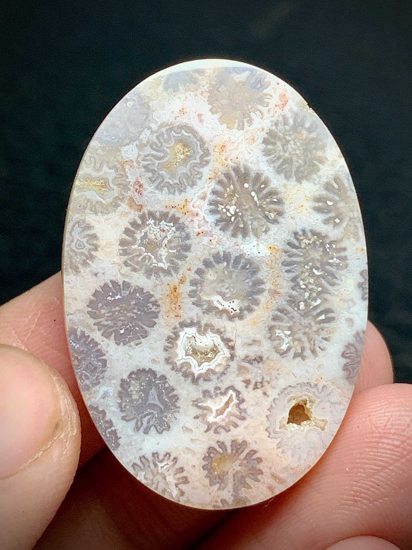 Unique Coral Fossil Oval Cabochon 35x19x7.5 mm