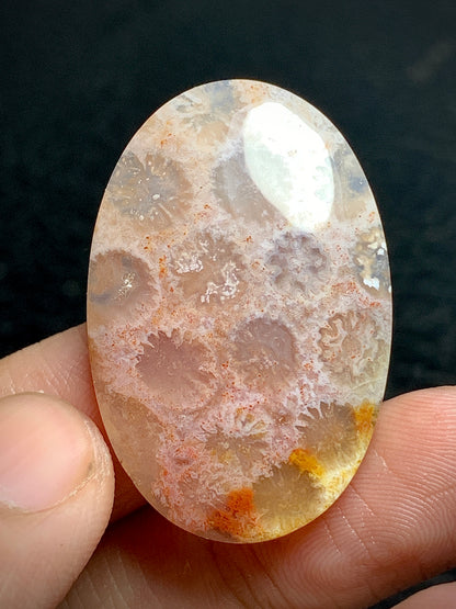 Unique Coral Fossil Oval Cabochon 35x23x6mm