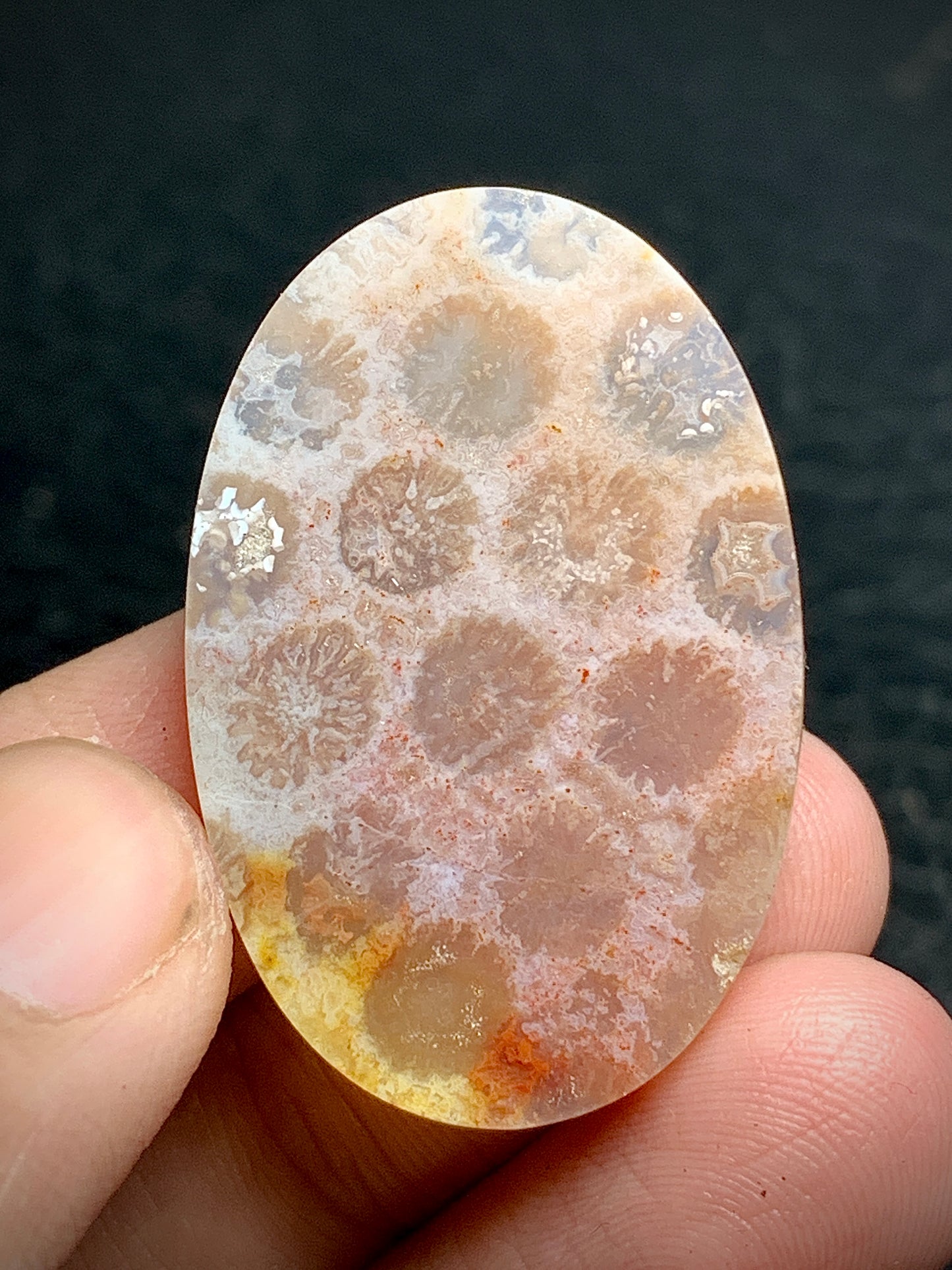 Unique Coral Fossil Oval Cabochon 35x23x6mm