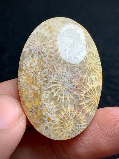 Coral Fossil Oval Cabochon 34x23x5.7mm