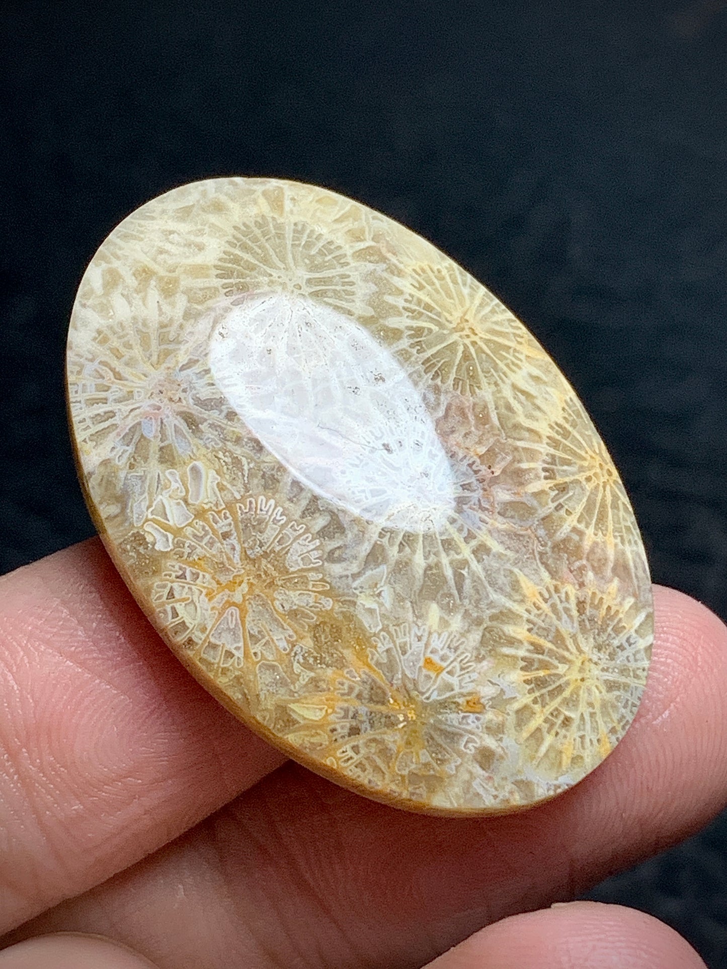 Coral Fossil Oval Cabochon 34x23x5.7mm