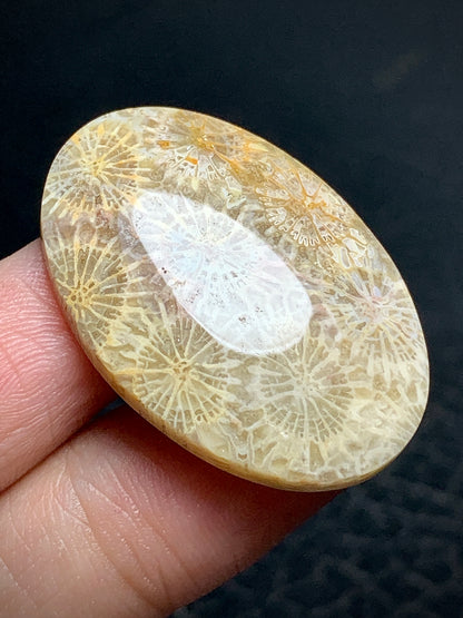 Coral Fossil Oval Cabochon 34x23x5.7mm